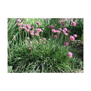  Armeria maritima splendens   Thrift Patio, Lawn & Garden