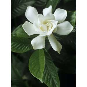 Gardenia or Cape Jasmine Flower (Gardenia Jasminoides) Photographic 