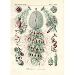  Ernst Haeckel 1904   Siphonophorae   Artforms of Nature 