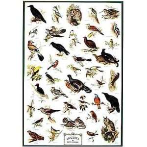 Birds of Mountains and Woodland English by Hobby Posters. Size 26.75 X 