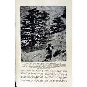    c1920 LEBANON MOUNTAINS DJEBEL EL ARZ NAHR KADISHA