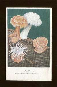 Sea Anemone Roger Tory Peterson Artist Signed Postcard  