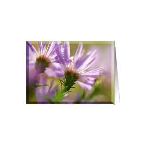 Blank Card flowers asters beveled lavender purple dew morning light 