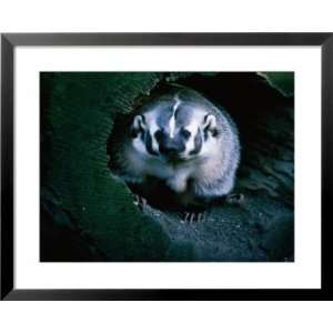  North American Badger (Melinae) in Captivity, Toronto Zoo, Toronto 