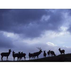 Red Deer Herd Silhouette at Dusk, Strathspey, Scotland, UK Premium 
