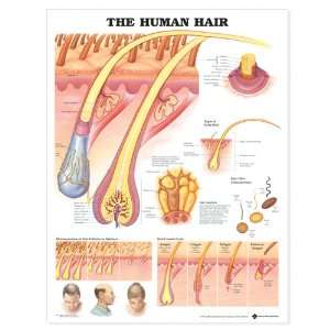  The Human Hair Anatomical Chart (9781587791635 