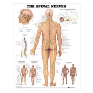  The Spinal Nerves Anatomical Chart Industrial 