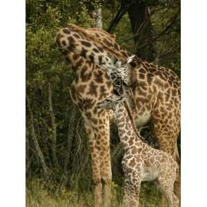   Young Calf with Attentive Mother Giclee Poster Print