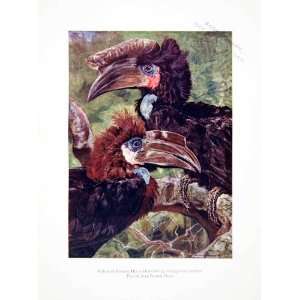  1906 Color Print Male Female Black Hornbill Birds Liberia 