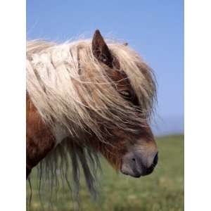  Shetland Pony, Shetland Islands, Scotland, United Kingdom 