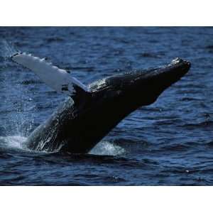  A Humpback Whale Breaching off the Coast of Massachusetts 