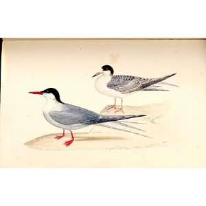  Artic Tern Meyer H/C Birds 1842 50