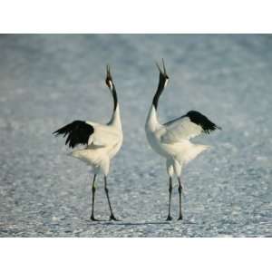 Pair of Japanese or Red Crowned Cranes Engage in a Courtship Dance 