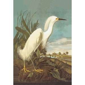 Snowy Egret 16X24 Canvas