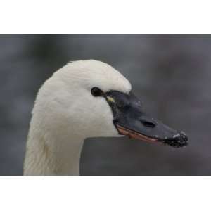  Tundra Swan Taxidermy Photo Reference CD Sports 