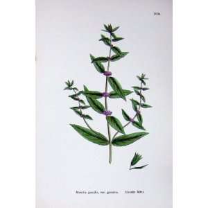  Botany Plants C1902 Slender Mint Mentha Gracilis Leaves 