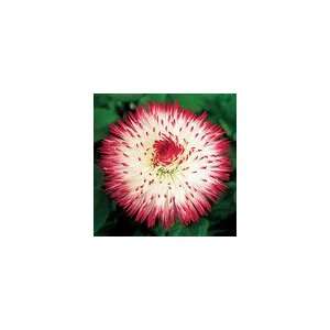    English Daisy Habanera® Red Tips Seeds Patio, Lawn & Garden