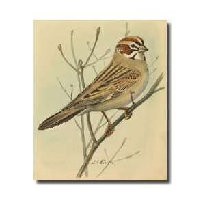  Lark Sparrow Perched On A Tree Branch Giclee Print