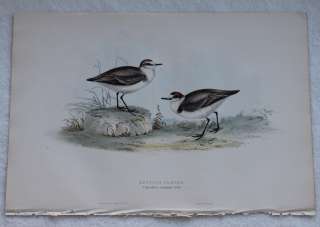 John Gould Birds Europe 1832 1837 H/C Kentish Plover  