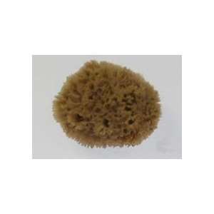  Hydra 7   7 1/2 Key Wool Sponge Beauty