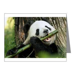  Note Cards (10 Pack) Panda Bear Eating 