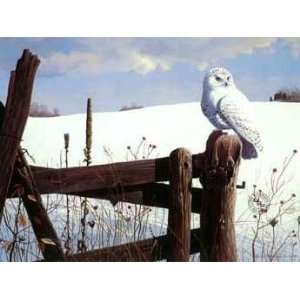  Rod Lawrence   Winter Watch   Snowy Owl