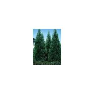  25 Leyland Cypress Trees 10 14 tall Patio, Lawn & Garden