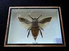 Real Giant Water Beetle Insect Bug Display Taxidermy