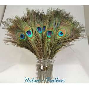  100pcs Real, Natural Peacock Feathers About 10 12 Inches 