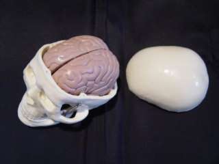 Human Skull Miniature 8 Part Brain, anatomical medical  