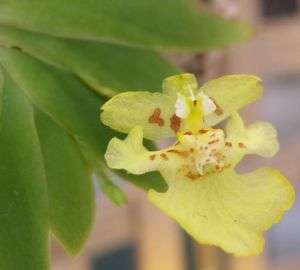 Oncidium Pusillum Mini Orchid blooming size  