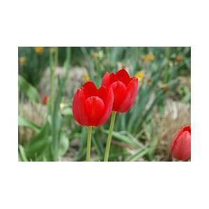  5 Single Late Grand Douceur Tulip Flower Bulbs, 12 