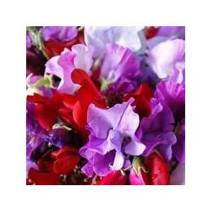  Sweet Pea Royal Family Mix Seeds 30+ By Hinterland Trading 