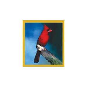  New Magnetic Bookmark Northern Cardinal High Quality 