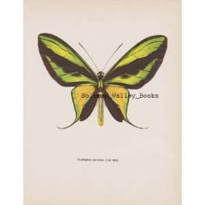  8 X 10 Colour Plate Of Ornithoptera Paradisea (Butterfly 