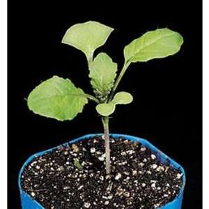 Brassica rapa (Wisconsin Fast Plants(r)), Hairy Purple Stem Seed, Pack 