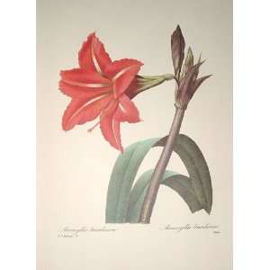  Redoute Botanical Print #4 Amaryllis Bresilienne 