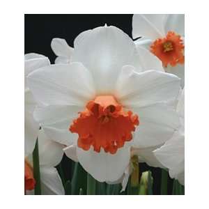  Narcissus Cool Flame Patio, Lawn & Garden