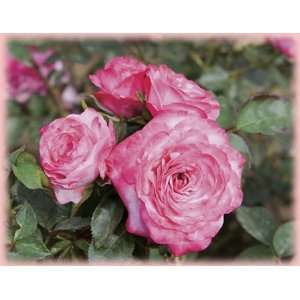  Baby Paradise (own root) (Rosa Miniature)   Bare Root Rose 