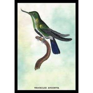 Vintage Art Hummingbird Trochilus Avocetta   15242 7  