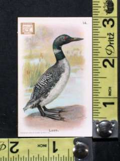   Dwights Soda New Series of Birds No. 14 Loon Trade Card  