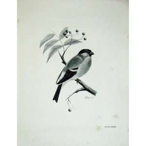  1907 The Bullfinch Pyrrhula Europaea Male Bird Print