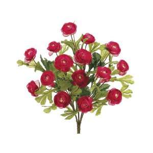  21 Ranunculus Bush x5 Two Tone Cerise (Pack of 12)