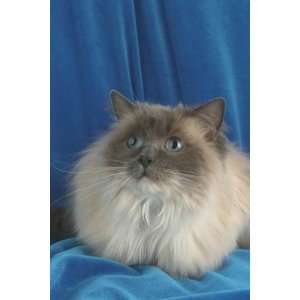   Top 100 Pedigree Cat Canvas Art Ragdoll,blue point