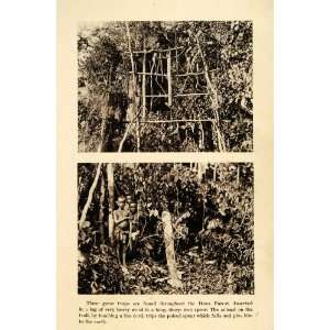  1931 Print Pygmy Tribe Itura Forest Hunting Trap Tanzania 