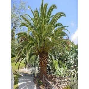  Canary Island Date Palm Patio, Lawn & Garden