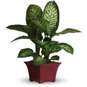  Delightful Dieffenbachia