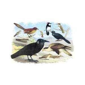  Caracara Eagle Crow and Kingfisher 24x36 Giclee
