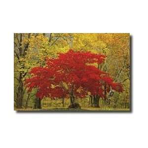 Cascade Mountains Fall Colors Giclee Print