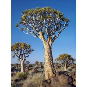  Quivertrees in a Forest, Close to the Southern Kalahari 